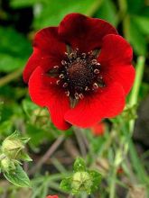 Potentille vivace - Potentilla Gibson s Scarlet