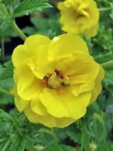 Potentille vivace - Potentilla Yellow Queen