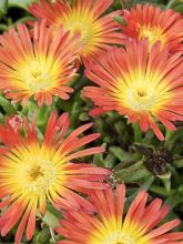 Delosperma Wheels of Wonder Orange