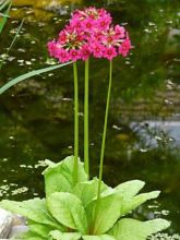 Primevère candélabre - Primula japonica Miller s Crimson