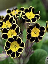 Primula elatior Gold Lace Black - Primevère élevée.