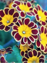 Primula elatior Gold Lace Red - Primevère élevée