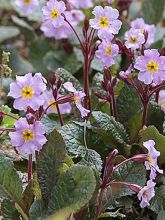 Primevère, Primula Guinevere