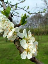 Prunier - Prunus domestica Monsieur Hâtif Buisson en racines nues