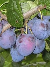 Prunier - Prunus domestica Perdrigon