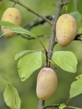 Prunier Quetsche Blanche de Létricourt