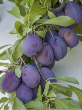 Prunier - Prunus domestica Quetsche Toronto