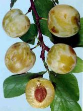 Prunier Reine Claude d'Oullins - Prunus domestica