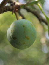 Prunier - Prunus domestica Reine Claude De Juillet Demi-tige en pot de 12l/15l