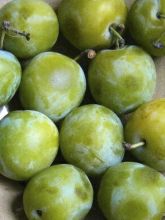 Prunier - Prunus domestica Reine Claude Moissac