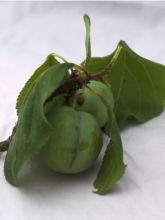 Prunier - Prunus domestica Sainte Catherine Demi-tige en pot de 12l/15l