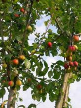 Prunier - Prunus domestica Wignon Buisson en racines nues