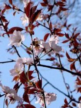 Cerisier à fleurs de Sargent - Prunus sargentii 