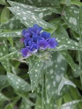 Pulmonaria longifolia E.B Anderson - Pulmonaire à longues feuilles