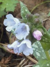 Pulmonaire hybride - Pulmonaria Opal