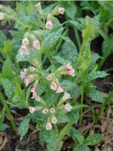 Pulmonaire saupoudrée - Pulmonaria saccharata Pierre's Pure Pink 