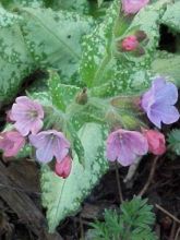 Pulmonaria saccharata Silverado - Pulmonaire Silverado