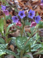 Pulmonaire 'Victorian Brooch'