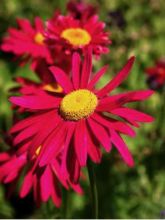 Pyrèthre Robinson's Red - Tanacetum coccineum