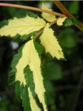 Filipendula ulmaria Variegata - Reine des Près