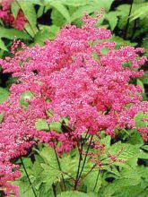 Reine des près, Filipendule rouge 'Venusta'