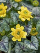 Ranunculus ficaria Collarette - Ficaire fausse-renoncule.