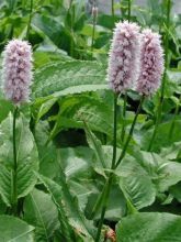 Renouée - Persicaria bistorta Superba