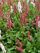 Renouée - Persicaria affinis Donald Lowndes