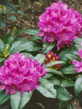 Rhododendron Anah Kruschke