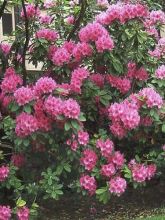 Rhododendron  'Anna Rose Whitney'