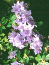 Rhododendron Blue Tit