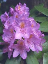 Rhododendron catawbiense Grandiflorum - Grand rhododendron