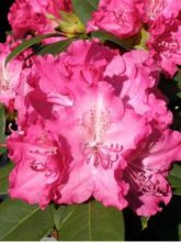Rhododendron  'Germania'