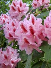 Rhododendron Inkarho Furnivall's Daughter.