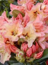 Rhododendron 'Lady Lasa '