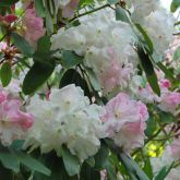 Rhododendron 'King George'