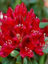 Rhododendron  'Lord Roberts'