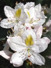 Rhododendron Madame Masson - Grand Rhododendron