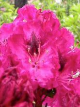 Rhododendron  'Mari Forte'