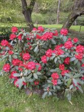 Rhododendron 'Markeeta's Prize'