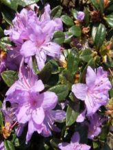 Rhododendron Moerheim - Rhododendron nain