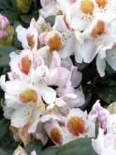 Rhododendron  'Mrs T.H. Lowinski'