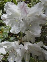 Rhododendron Fragrantissimum - Rhododendron nain et parfumé