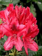 Rhododendron  'Nova Zembla'