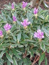 Rhododendron pont. Variegatum - Rhododendron panaché.