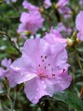 Rhododendron Praecox - Rhododendron nain