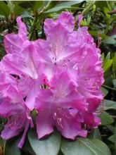 Rhododendron Roseum Elegans - Grand rhododendron.