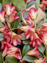 Rhododendron 'Scyphocalyx'