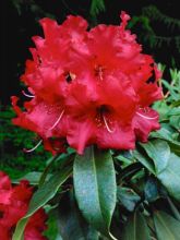 Rhododendron x 'Halfdan lem'