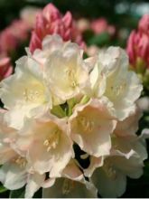 Rhododendron yakushimanum 'Golden Torch'